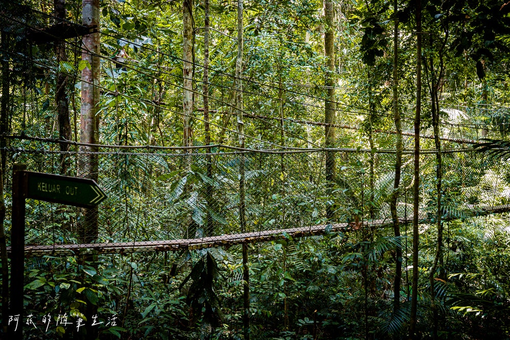 【馬來西亞】大漢山一日遊Taman Negara,世界最古老的熱帶雨林! - 第14張圖