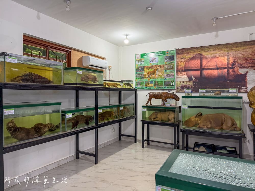 【尼泊爾】奇旺國家公園攻略 Chitwan|4天3夜行程、Royal Tiger Luxury Resort 住宿推薦、交通一次看! - 第8張圖 【尼泊爾】奇旺國家公園攻略 Chitwan|4天3夜行程、Royal Tiger Luxury Resort 住宿推薦、交通一次看!