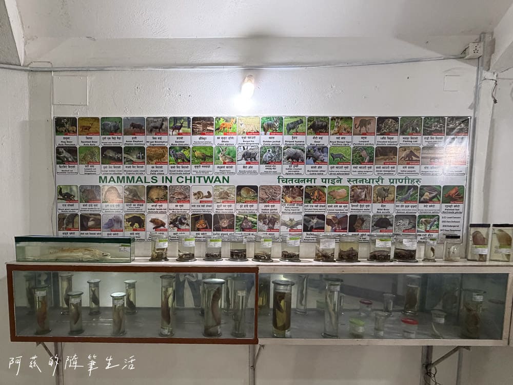 【尼泊爾】奇旺國家公園攻略 Chitwan|4天3夜行程、Royal Tiger Luxury Resort 住宿推薦、交通一次看! - 第9張圖 【尼泊爾】奇旺國家公園攻略 Chitwan|4天3夜行程、Royal Tiger Luxury Resort 住宿推薦、交通一次看!