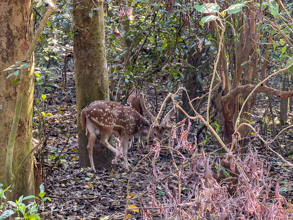 【尼泊爾】奇旺國家公園攻略 Chitwan|4天3夜行程、Royal Tiger Luxury Resort 住宿推薦、交通一次看! - 第26張圖 【尼泊爾】奇旺國家公園攻略 Chitwan|4天3夜行程、Royal Tiger Luxury Resort 住宿推薦、交通一次看!
