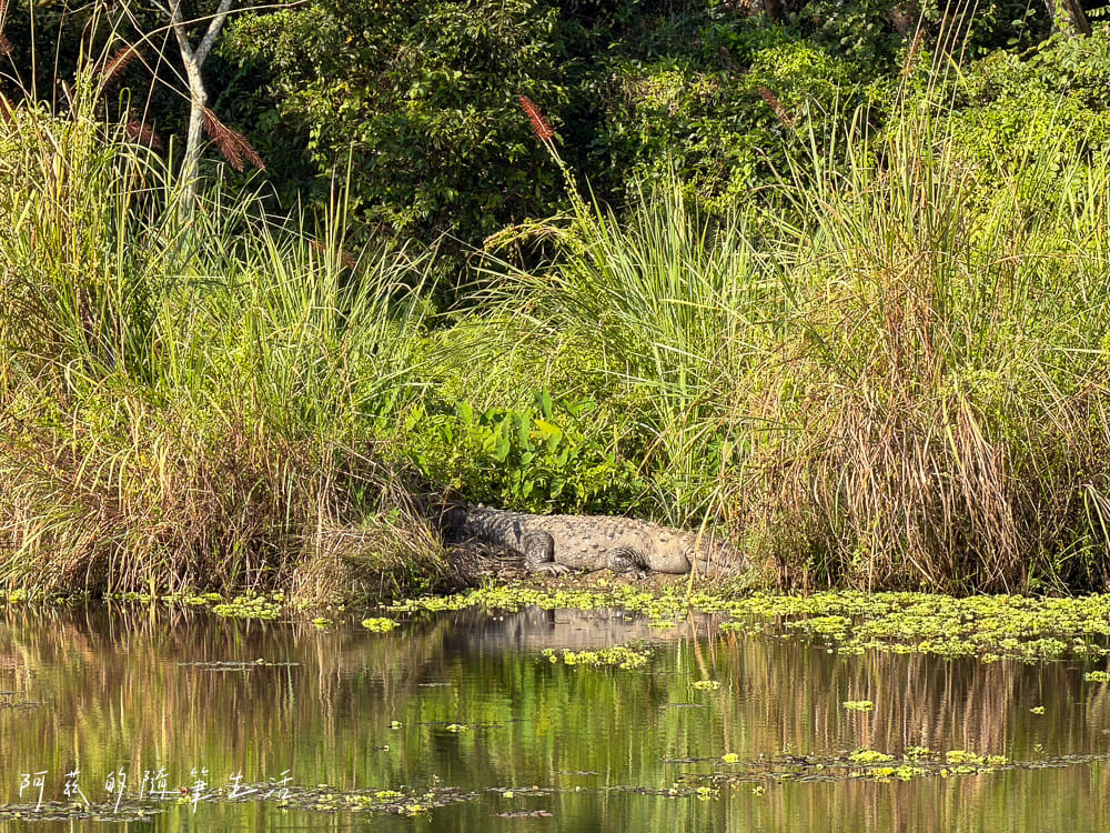 【尼泊爾】奇旺國家公園攻略 Chitwan|4天3夜行程、Royal Tiger Luxury Resort 住宿推薦、交通一次看! - 第18張圖 【尼泊爾】奇旺國家公園攻略 Chitwan|4天3夜行程、Royal Tiger Luxury Resort 住宿推薦、交通一次看!