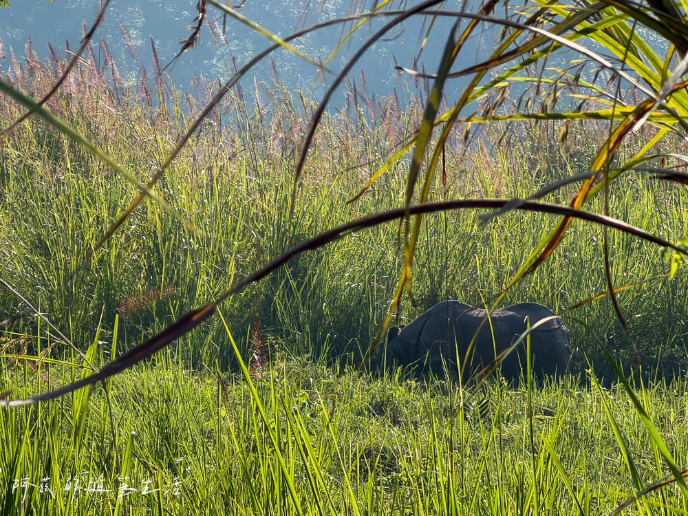 【尼泊爾】奇旺國家公園攻略 Chitwan|4天3夜行程、Royal Tiger Luxury Resort 住宿推薦、交通一次看! - 第19張圖 【尼泊爾】奇旺國家公園攻略 Chitwan|4天3夜行程、Royal Tiger Luxury Resort 住宿推薦、交通一次看!