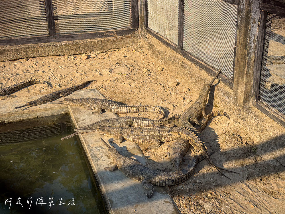 【尼泊爾】奇旺國家公園攻略 Chitwan|4天3夜行程、Royal Tiger Luxury Resort 住宿推薦、交通一次看! - 第21張圖 【尼泊爾】奇旺國家公園攻略 Chitwan|4天3夜行程、Royal Tiger Luxury Resort 住宿推薦、交通一次看!