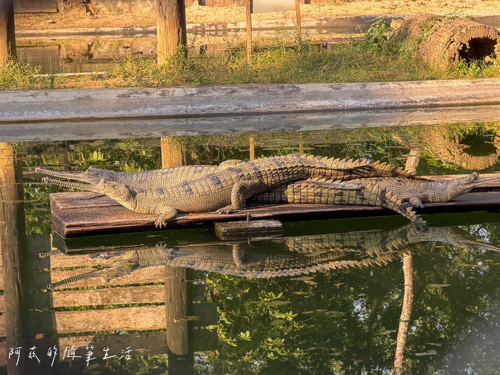 【尼泊爾】奇旺國家公園攻略 Chitwan|4天3夜行程、Royal Tiger Luxury Resort 住宿推薦、交通一次看! - 第22張圖 【尼泊爾】奇旺國家公園攻略 Chitwan|4天3夜行程、Royal Tiger Luxury Resort 住宿推薦、交通一次看!