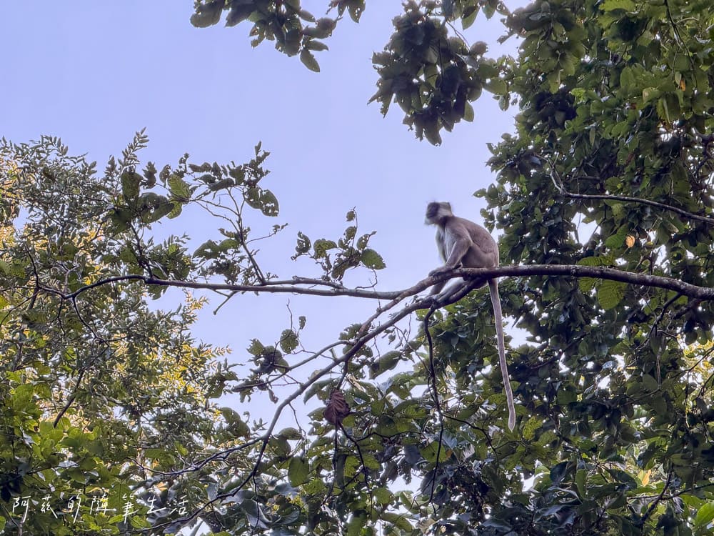 【尼泊爾】奇旺國家公園攻略 Chitwan|4天3夜行程、Royal Tiger Luxury Resort 住宿推薦、交通一次看! - 第20張圖 【尼泊爾】奇旺國家公園攻略 Chitwan|4天3夜行程、Royal Tiger Luxury Resort 住宿推薦、交通一次看!