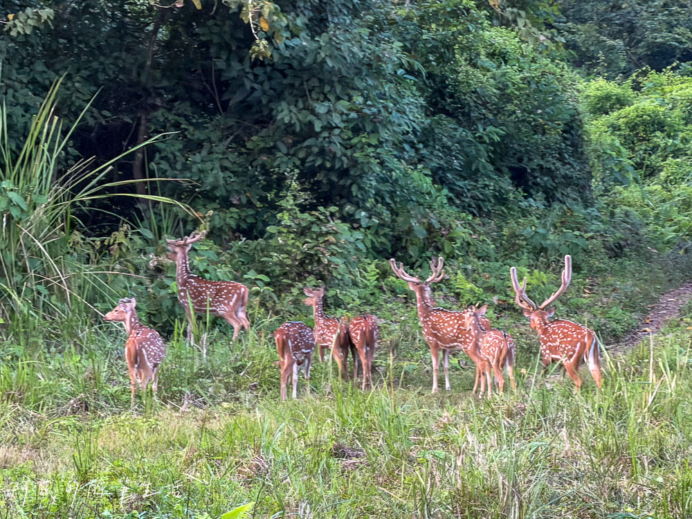 【尼泊爾】奇旺國家公園攻略 Chitwan|4天3夜行程、Royal Tiger Luxury Resort 住宿推薦、交通一次看! - 第25張圖 【尼泊爾】奇旺國家公園攻略 Chitwan|4天3夜行程、Royal Tiger Luxury Resort 住宿推薦、交通一次看!