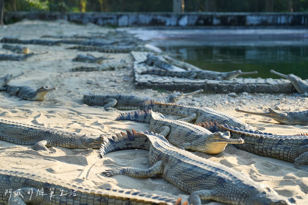 【尼泊爾】奇旺國家公園攻略 Chitwan|4天3夜行程、Royal Tiger Luxury Resort 住宿推薦、交通一次看! - 第23張圖 【尼泊爾】奇旺國家公園攻略 Chitwan|4天3夜行程、Royal Tiger Luxury Resort 住宿推薦、交通一次看!