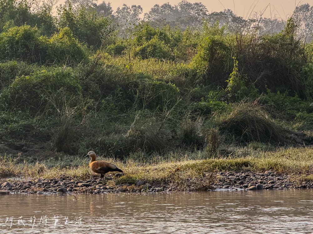 【尼泊爾】奇旺國家公園攻略 Chitwan|4天3夜行程、Royal Tiger Luxury Resort 住宿推薦、交通一次看! - 第32張圖 【尼泊爾】奇旺國家公園攻略 Chitwan|4天3夜行程、Royal Tiger Luxury Resort 住宿推薦、交通一次看!