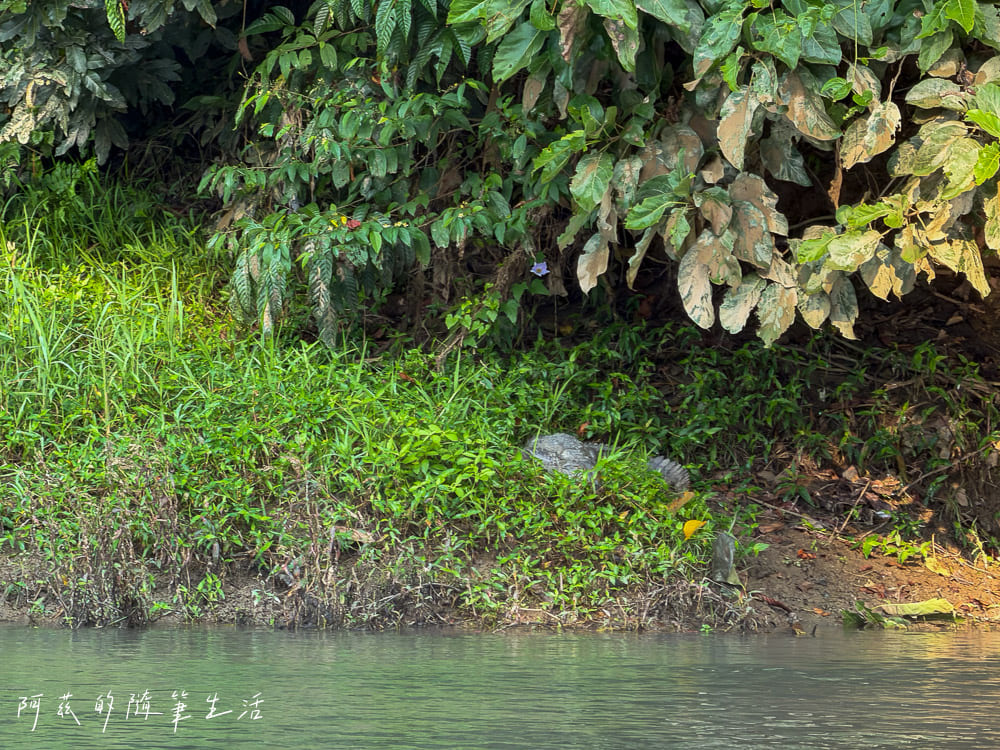 【尼泊爾】奇旺國家公園攻略 Chitwan|4天3夜行程、Royal Tiger Luxury Resort 住宿推薦、交通一次看! - 第34張圖 【尼泊爾】奇旺國家公園攻略 Chitwan|4天3夜行程、Royal Tiger Luxury Resort 住宿推薦、交通一次看!