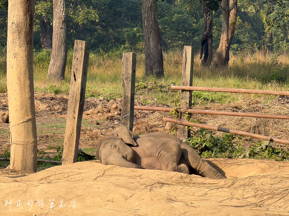 【尼泊爾】奇旺國家公園攻略 Chitwan|4天3夜行程、Royal Tiger Luxury Resort 住宿推薦、交通一次看! - 第39張圖 【尼泊爾】奇旺國家公園攻略 Chitwan|4天3夜行程、Royal Tiger Luxury Resort 住宿推薦、交通一次看!