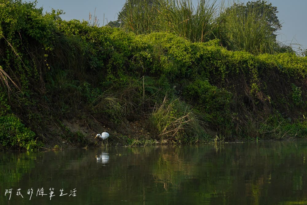【尼泊爾】奇旺國家公園攻略 Chitwan|4天3夜行程、Royal Tiger Luxury Resort 住宿推薦、交通一次看! - 第31張圖 【尼泊爾】奇旺國家公園攻略 Chitwan|4天3夜行程、Royal Tiger Luxury Resort 住宿推薦、交通一次看!