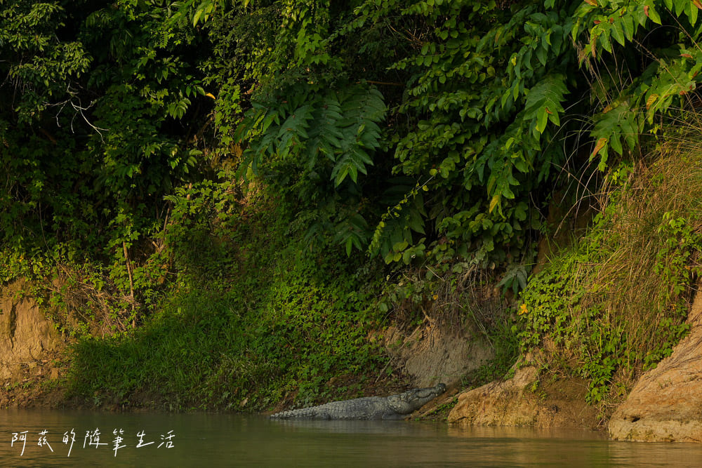 【尼泊爾】奇旺國家公園攻略 Chitwan|4天3夜行程、Royal Tiger Luxury Resort 住宿推薦、交通一次看! - 第35張圖 【尼泊爾】奇旺國家公園攻略 Chitwan|4天3夜行程、Royal Tiger Luxury Resort 住宿推薦、交通一次看!