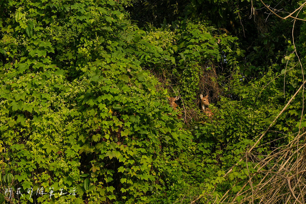 【尼泊爾】奇旺國家公園攻略 Chitwan|4天3夜行程、Royal Tiger Luxury Resort 住宿推薦、交通一次看! - 第2張圖 【尼泊爾】奇旺國家公園攻略 Chitwan|4天3夜行程、Royal Tiger Luxury Resort 住宿推薦、交通一次看!