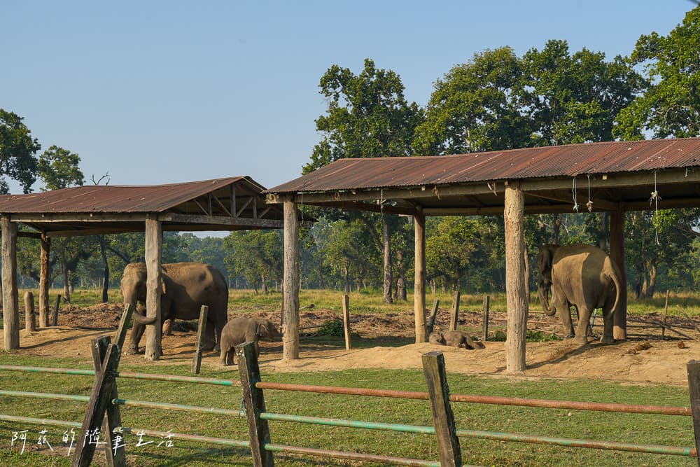 【尼泊爾】奇旺國家公園攻略 Chitwan|4天3夜行程、Royal Tiger Luxury Resort 住宿推薦、交通一次看! - 第37張圖 【尼泊爾】奇旺國家公園攻略 Chitwan|4天3夜行程、Royal Tiger Luxury Resort 住宿推薦、交通一次看!