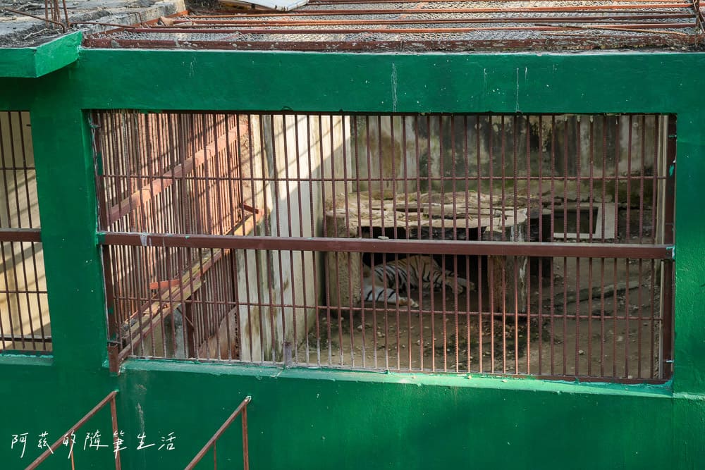 【尼泊爾】奇旺國家公園攻略 Chitwan|4天3夜行程、Royal Tiger Luxury Resort 住宿推薦、交通一次看! - 第46張圖 【尼泊爾】奇旺國家公園攻略 Chitwan|4天3夜行程、Royal Tiger Luxury Resort 住宿推薦、交通一次看!