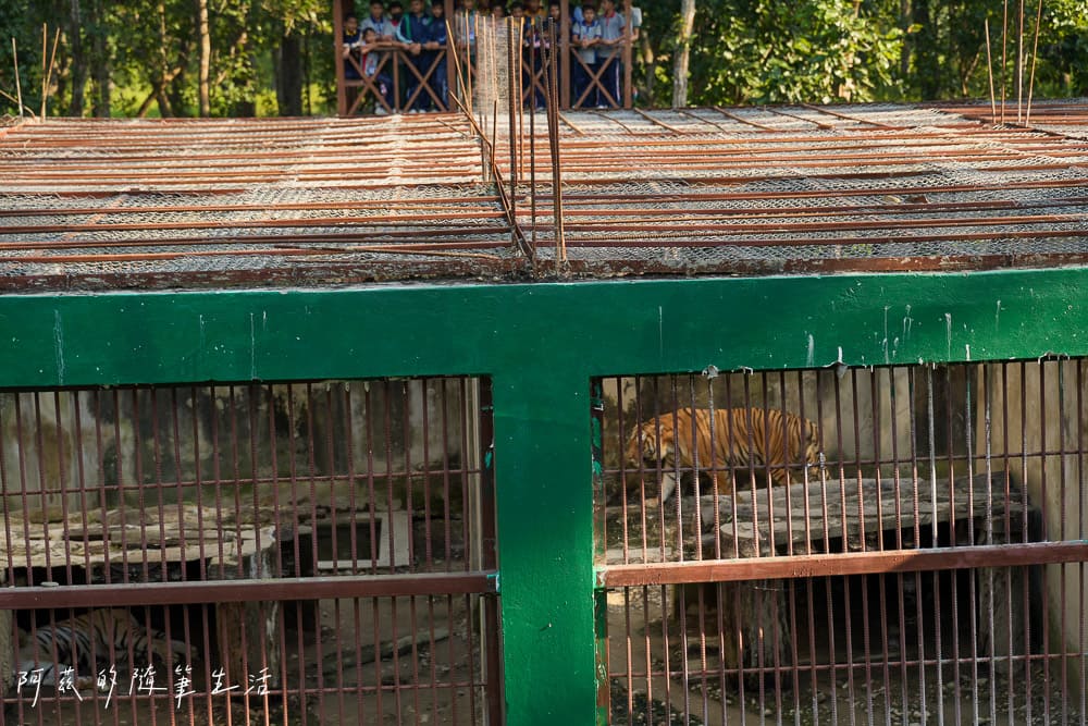 【尼泊爾】奇旺國家公園攻略 Chitwan|4天3夜行程、Royal Tiger Luxury Resort 住宿推薦、交通一次看! - 第44張圖 【尼泊爾】奇旺國家公園攻略 Chitwan|4天3夜行程、Royal Tiger Luxury Resort 住宿推薦、交通一次看!