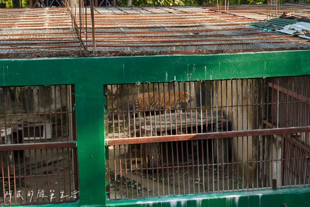 【尼泊爾】奇旺國家公園攻略 Chitwan|4天3夜行程、Royal Tiger Luxury Resort 住宿推薦、交通一次看! - 第45張圖 【尼泊爾】奇旺國家公園攻略 Chitwan|4天3夜行程、Royal Tiger Luxury Resort 住宿推薦、交通一次看!